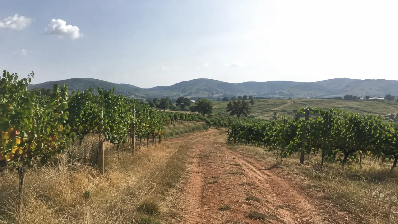 Rows of vines in the countryside